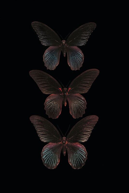 Wanddecoratie Ihmo 7 Papilio memnon